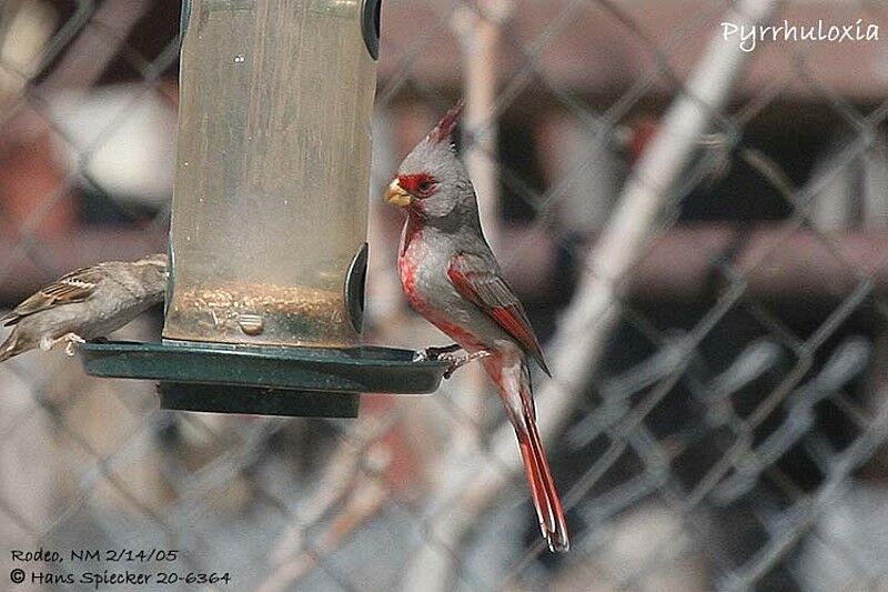 Pyrrhuloxia