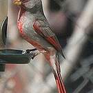 Cardinal pyrrhuloxia