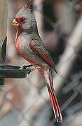 Pyrrhuloxia