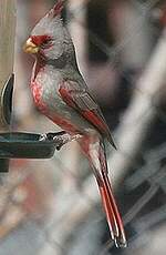 Cardinal pyrrhuloxia