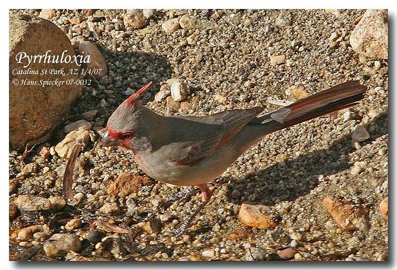 Cardinal pyrrhuloxia mâle adulte