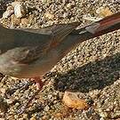 Cardinal pyrrhuloxia
