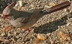 Pyrrhuloxia