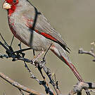 Cardinal pyrrhuloxia