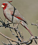 Pyrrhuloxia