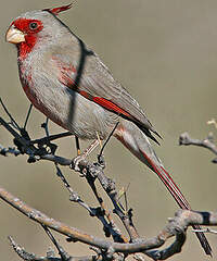 Cardinal pyrrhuloxia