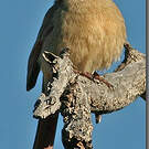 Cardinal pyrrhuloxia
