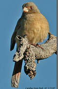 Pyrrhuloxia