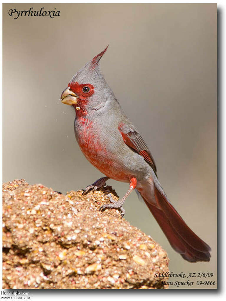 Cardinal pyrrhuloxia mâle adulte