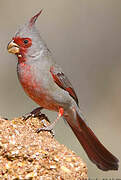 Cardinal pyrrhuloxia