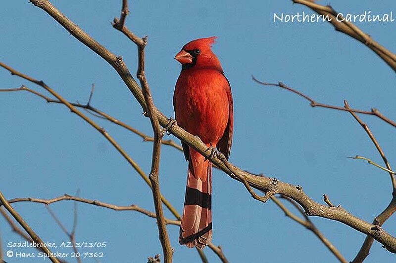 Cardinal rouge