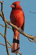 Northern Cardinal