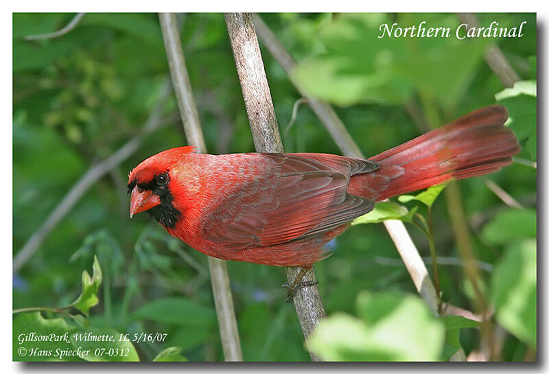 Northern Cardinal male adult