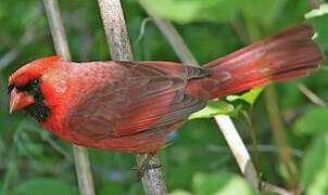 Cardinal rouge