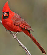 Cardinal rouge