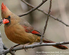 Cardinal rouge