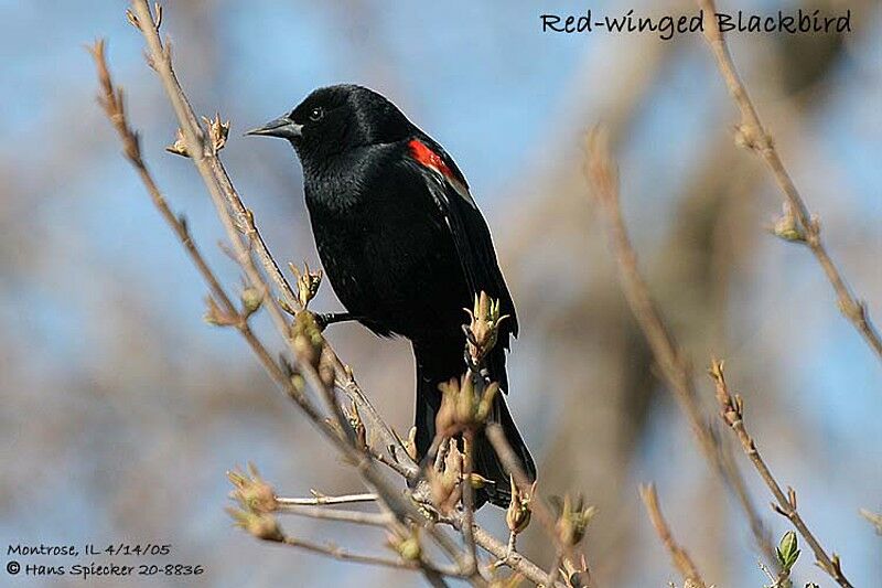 Red-winged Blackbird