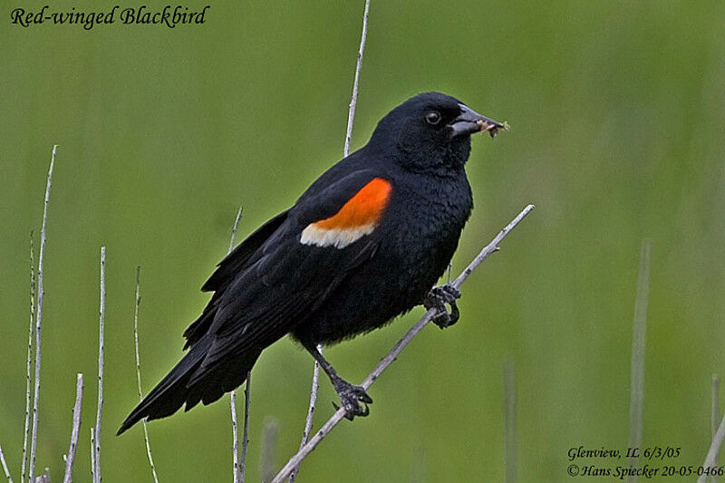 Red-winged Blackbird