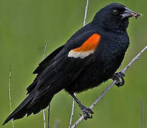 Red-winged Blackbird