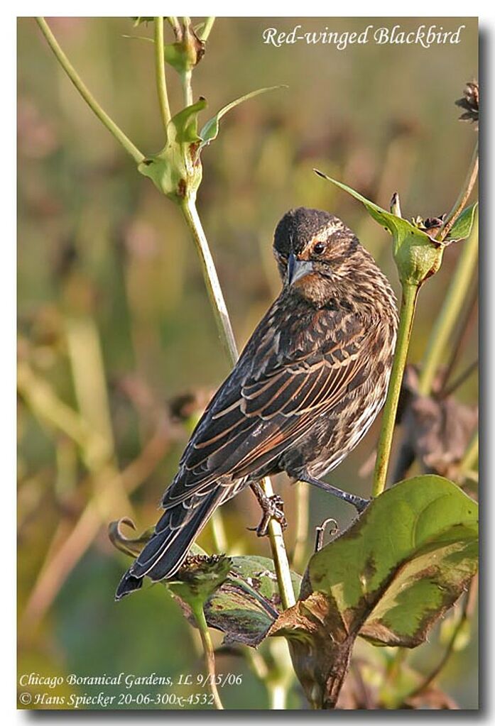 Red-winged Blackbird female adult