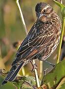 Red-winged Blackbird