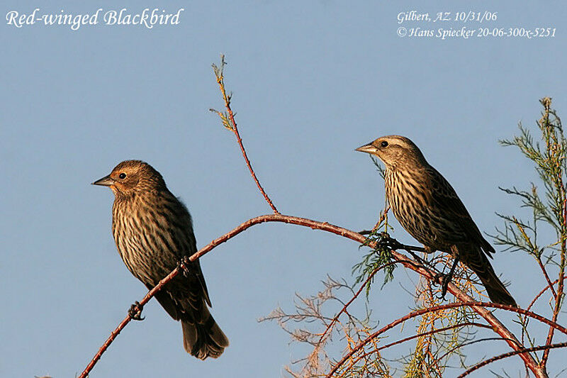 Red-winged Blackbird female adult