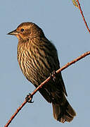 Red-winged Blackbird