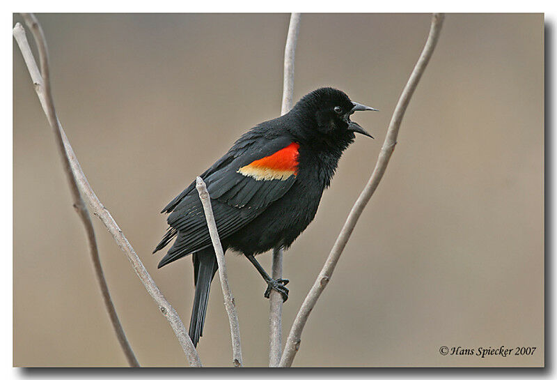 Red-winged Blackbird male adult