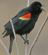 Red-winged Blackbird