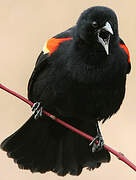 Red-winged Blackbird