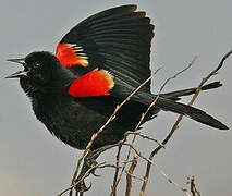 Red-winged Blackbird