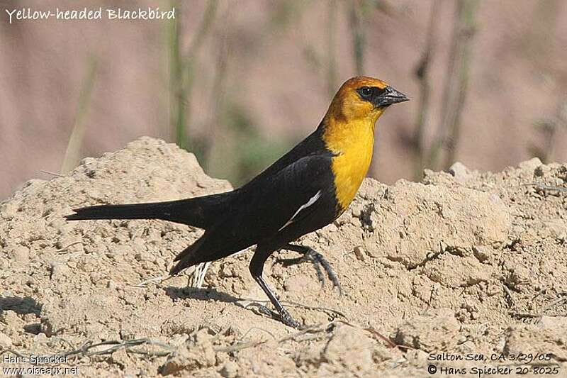 Yellow-headed Blackbird