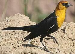 Yellow-headed Blackbird