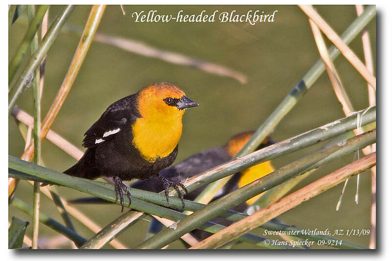 Yellow-headed Blackbird male adult