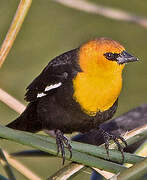 Yellow-headed Blackbird