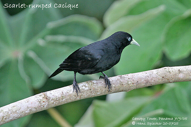 Scarlet-rumped Cacique