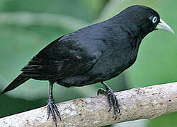 Scarlet-rumped Cacique