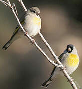 Lawrence's Goldfinch