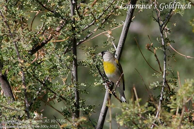 Lawrence's Goldfinch male adult