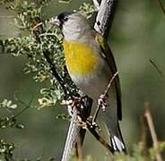 Lawrence's Goldfinch