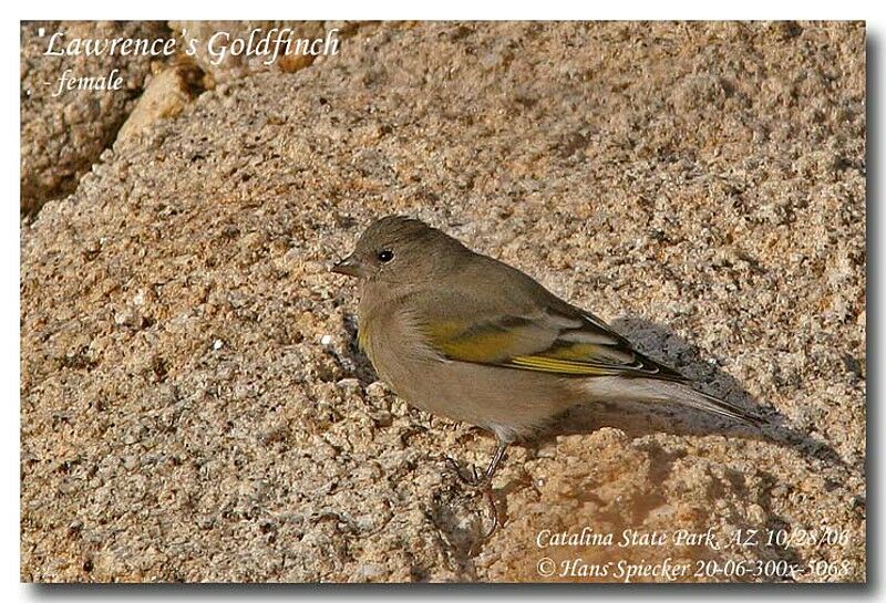 Chardonneret gris femelle adulte