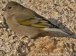 Lawrence's Goldfinch