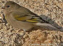Chardonneret gris