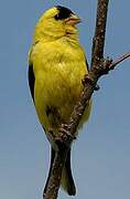 American Goldfinch