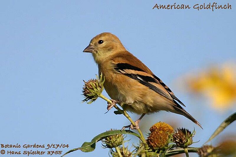 American Goldfinch