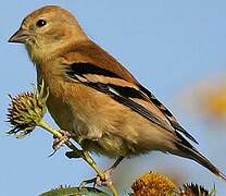 Chardonneret jaune