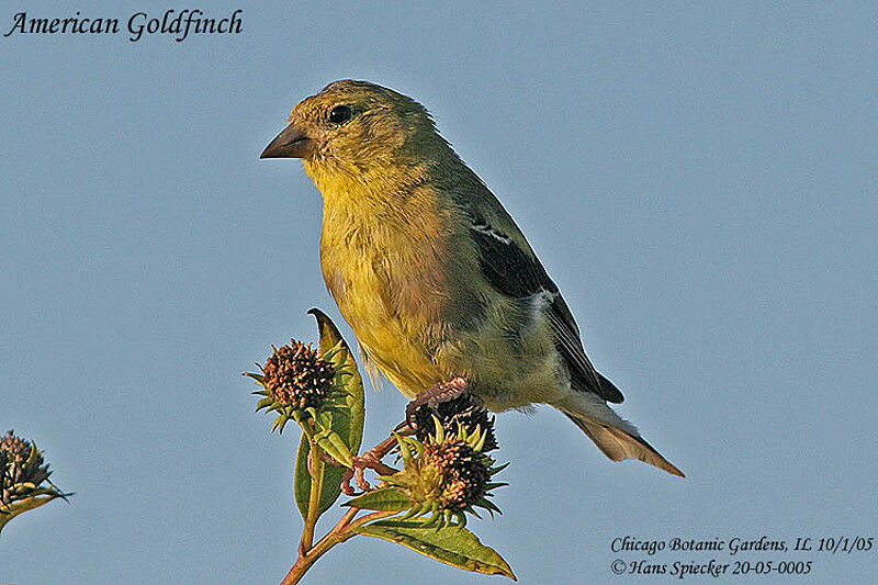 American Goldfinch