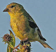 American Goldfinch