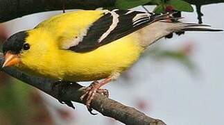 American Goldfinch