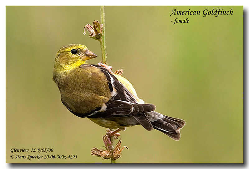 American Goldfinch female